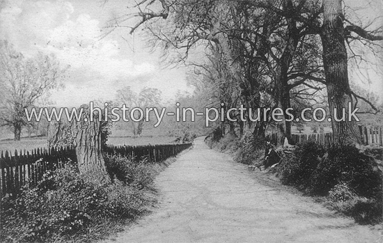 The Avenue, Earls Colne, Essex. c.1906
